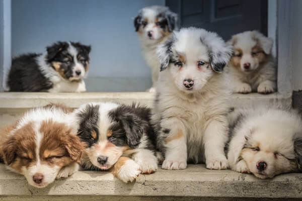 Puppies from a backyard breeder