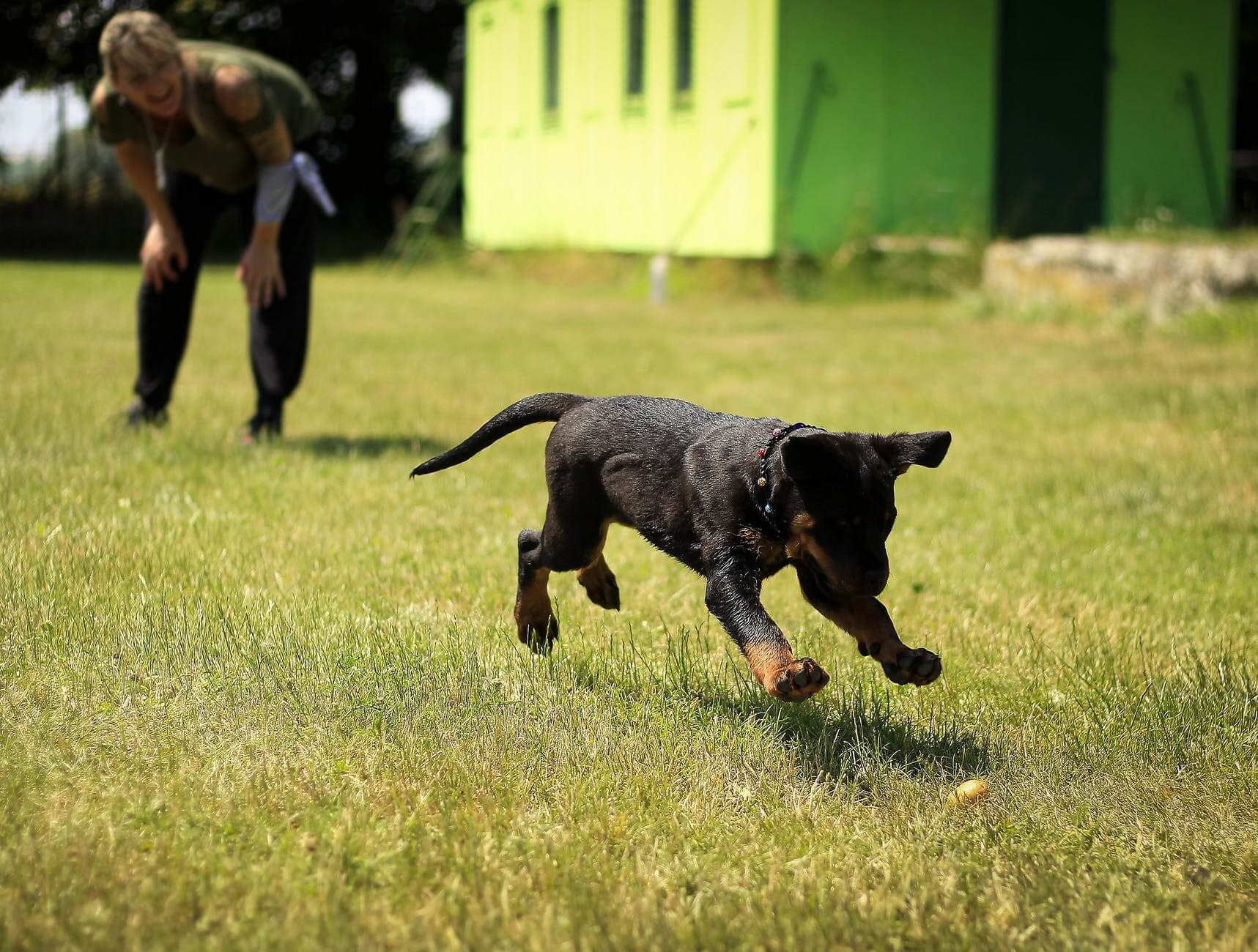 Puppy being potty trained in the yard