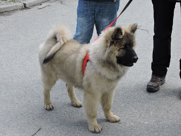 Puppy from a how breeder