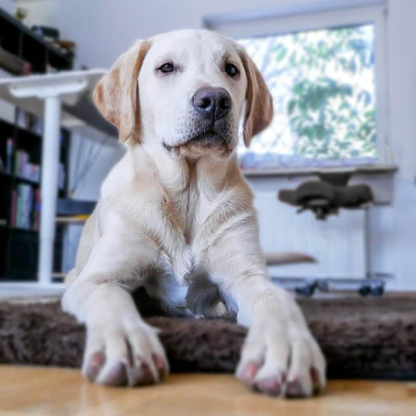 Puppy inside a house