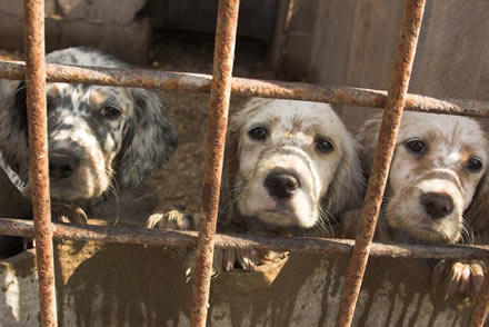 Dogs in a puppy mill