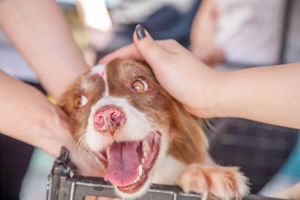 Puppy from a rescue centre