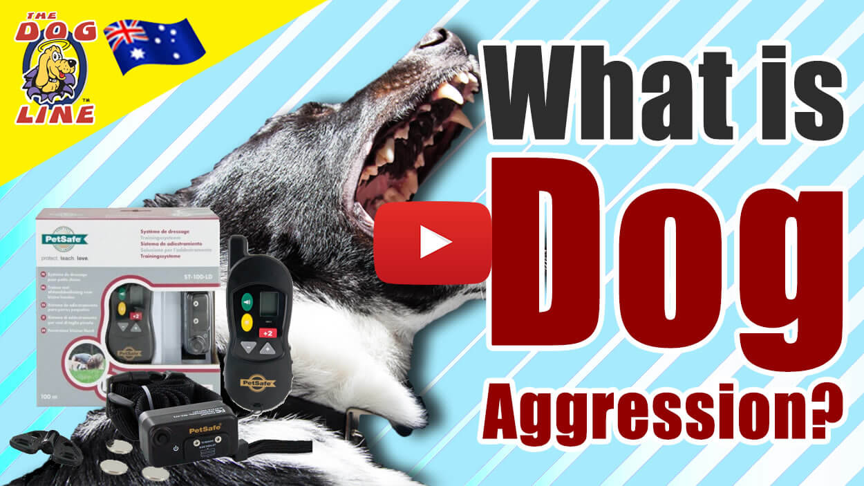 Colin of TDL TV explains what dog aggression is