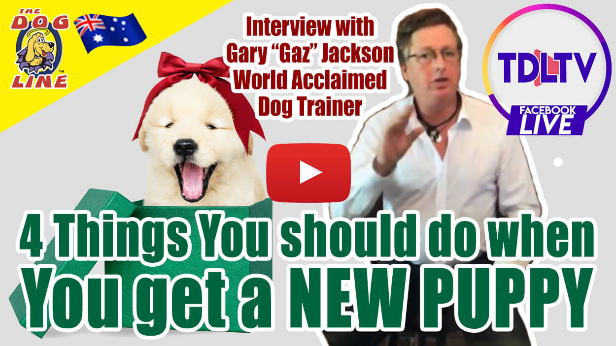 4 Things You Should Do When You Get a New Puppy: Puppy Socialisation Importance - Interview with Gaz Jackson