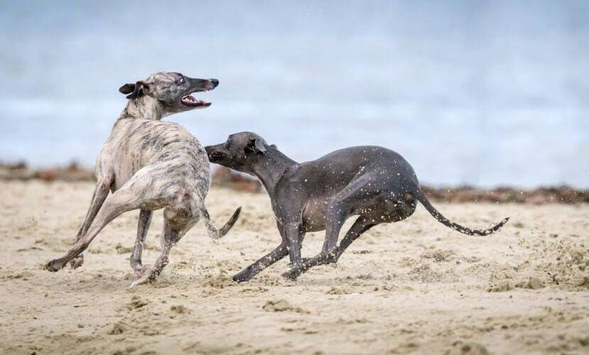 Dogs in an aggressive fight