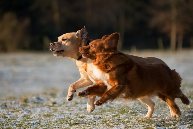 Well socialised dogs, not displaying aggression