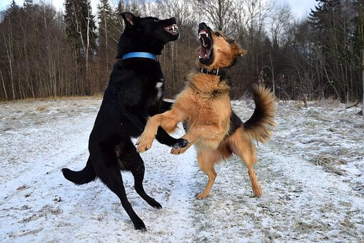 Dogs Fighting