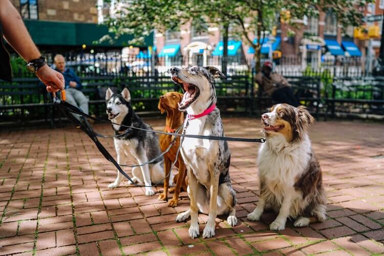 Four dogs socialising in the park