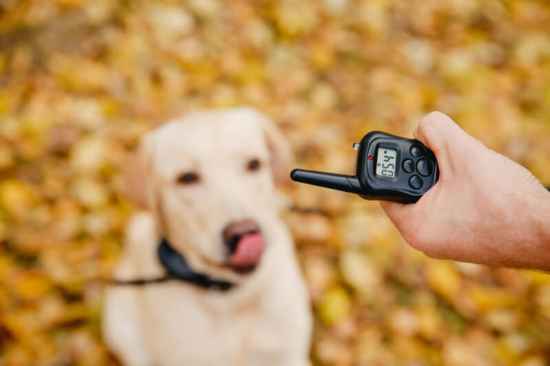 Dog properly trained with remote collar 