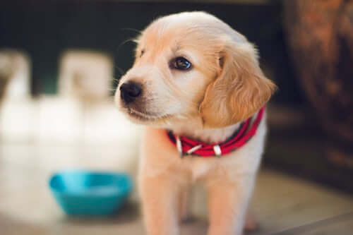 Puppy inside the house being house trained