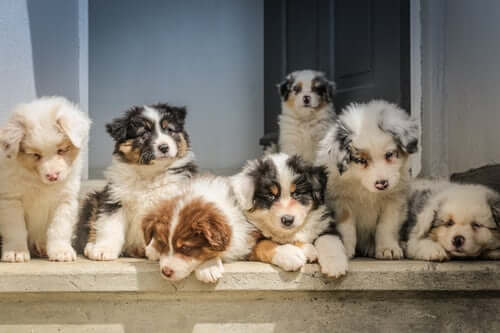 Puppies socialising in a dog training and class