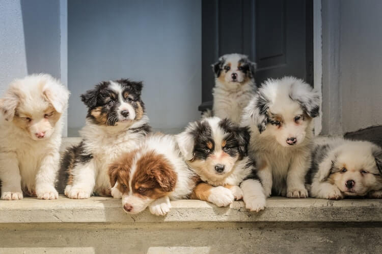 Puppy socialising with a big dog