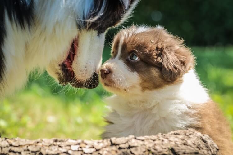 Puppy socialising with another dog