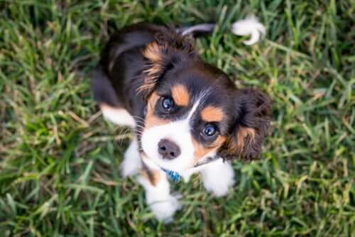 Puppy being looking up, corrected for his mistake during training