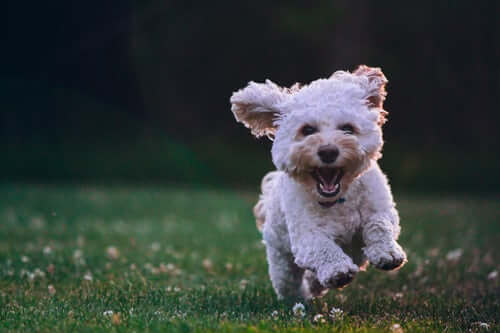 puppy running, being trained for recall