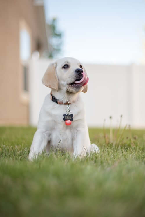 puppy on grass waiting to be trained