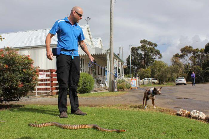  dog trainer teaching a dog to avoid snakes