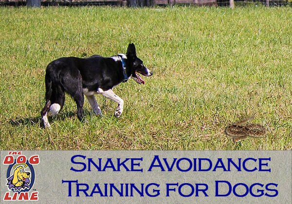 Snake avoidance training for dogs