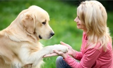Dog Training Collar Review