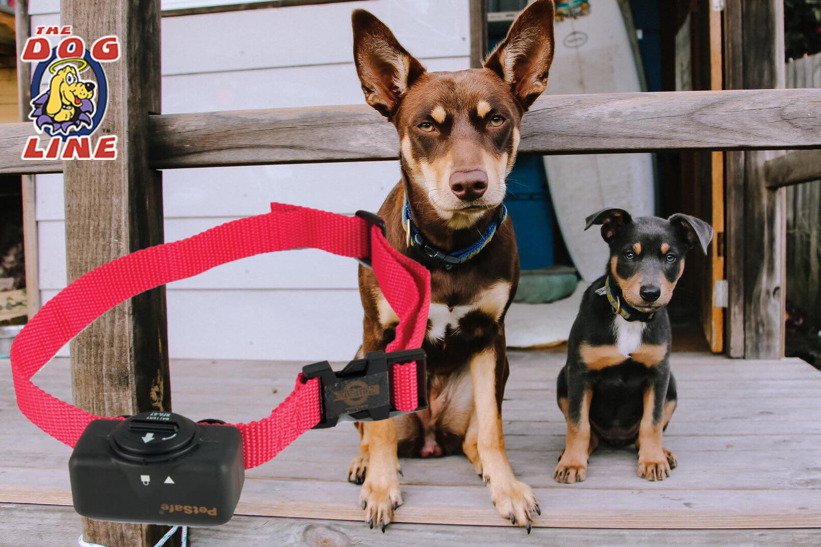 Dogs wearing bark collars