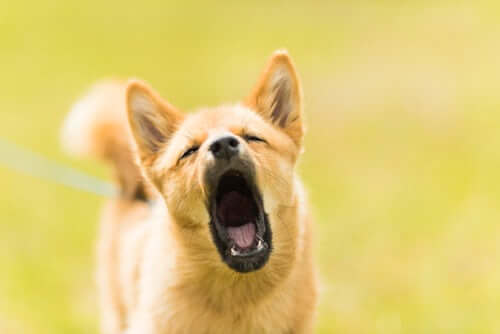 Medium-sized light brown Shiba Inu barking directly at the camera. Suggests how a bark collar can efficiently help reduce excessive barking by providing gentle and consistent corrections, encouraging quieter behaviour
