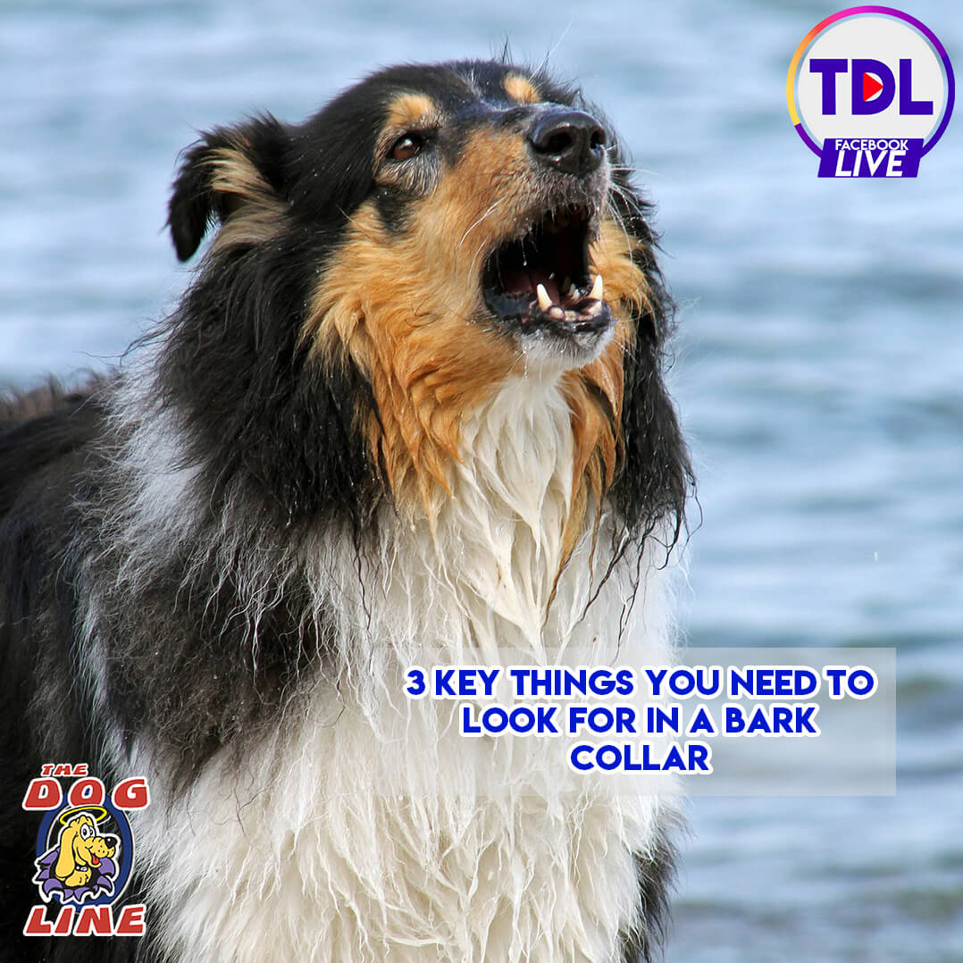 White, black, and tan Australian Shepherd dog standing on a shore with blue waters in the background, barking with its head raised. The TDL Live logo is visible in the upper right corner, and in the lower left features the TDL Logo with  stylized dog image, while the lower center of the image displays the text: '3 Key Things You Need to Look for in a Bark Collar.' A professional and engaging promotional design highlighting bark collars for dog owners in Australia.