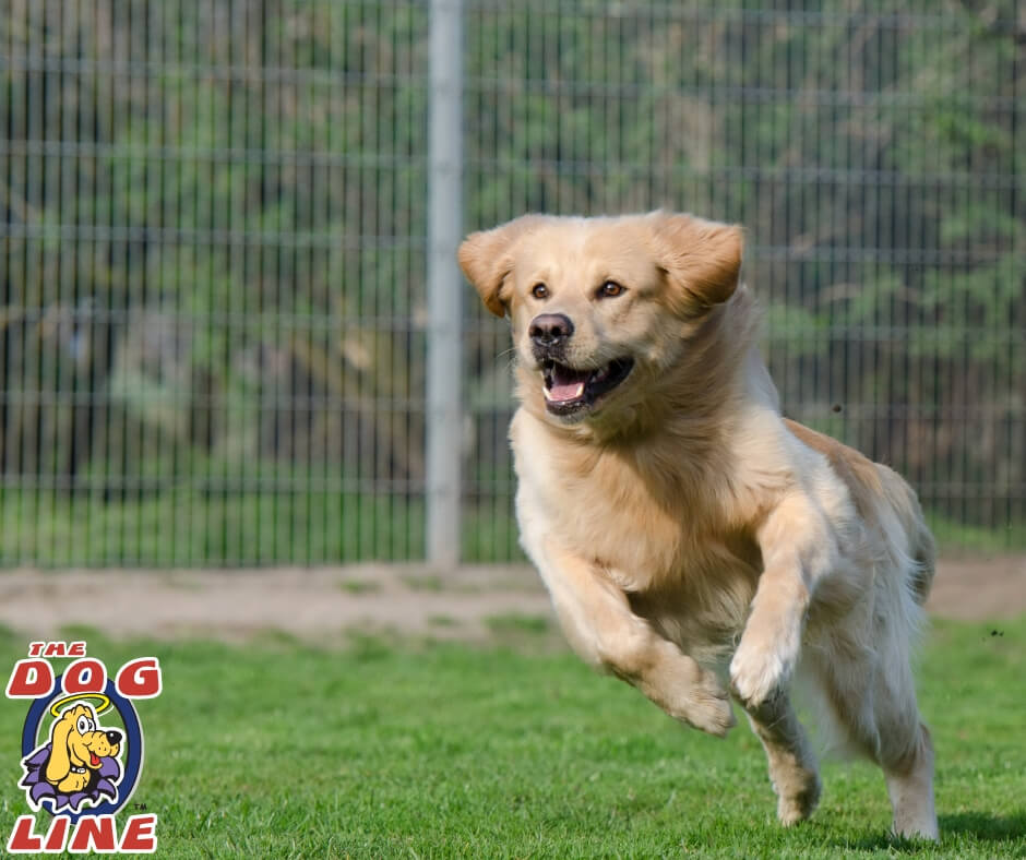 Get a dog fence collar with fast reaction time