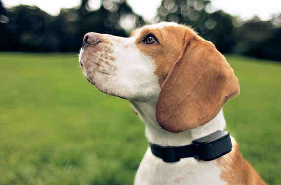 Dog wearing Electric Dog Collar
