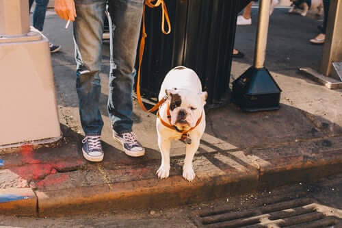 Dog being trained for the "heel" command with the help of electric dog training collar