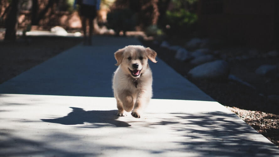 Small dog on a chase - needs to be trained for recall using a remote trainer 