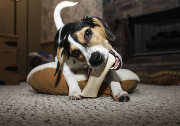 Dog Fence Collar Chew