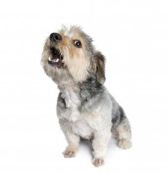 Small to medium grey-and-white Lhasa Apso sitting and barking into the air while looking sideways. Highlights how anti-bark collars can help manage nuisance barking effectively without completely silencing the dog, allowing them to bark in emergencies, contrary to common misconceptions