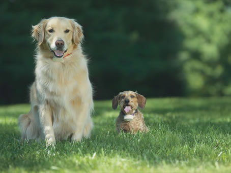 big and small dog collars