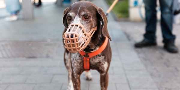 Muzzles for Dangerous Dogs