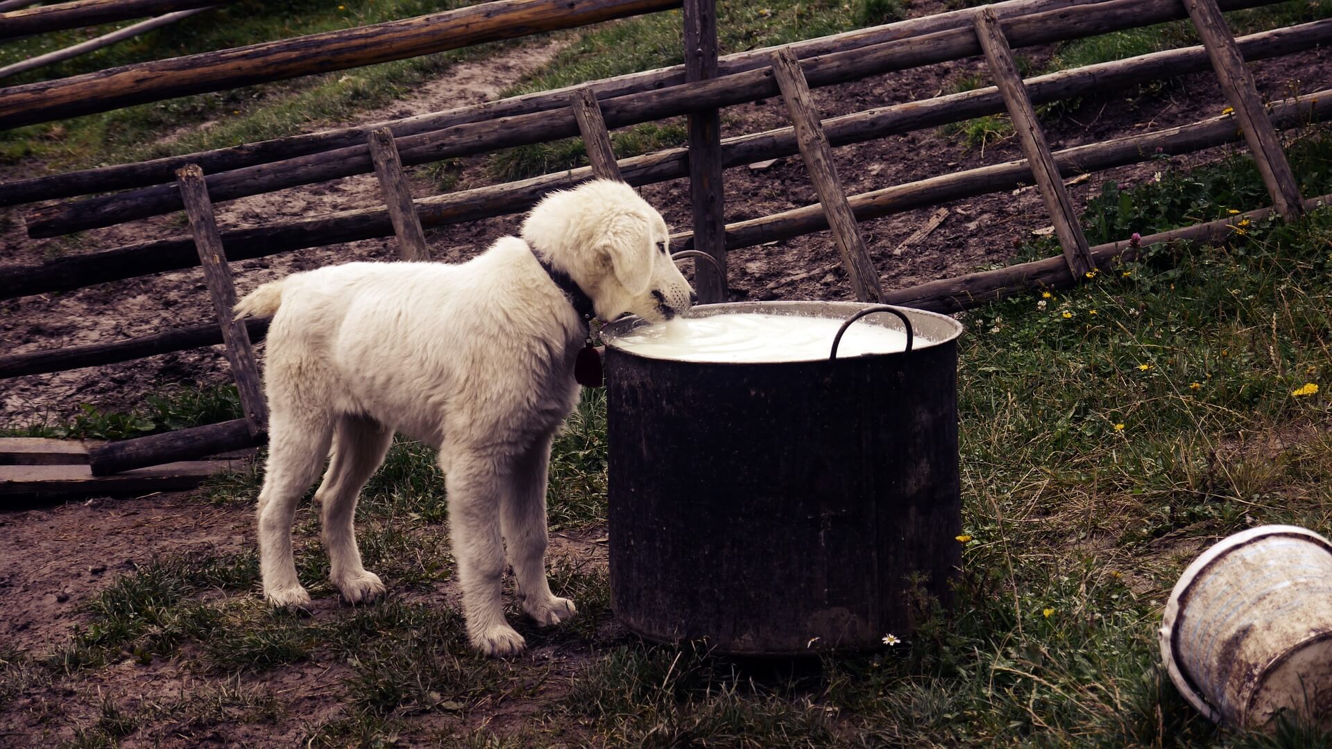 "White sheepdog drinking milk from a cauldron on the farm. Apple cider vinegar (ACV) can help boost a dog's metabolism and overall health by supporting digestion, promoting a healthy weight, and enhancing energy levels.