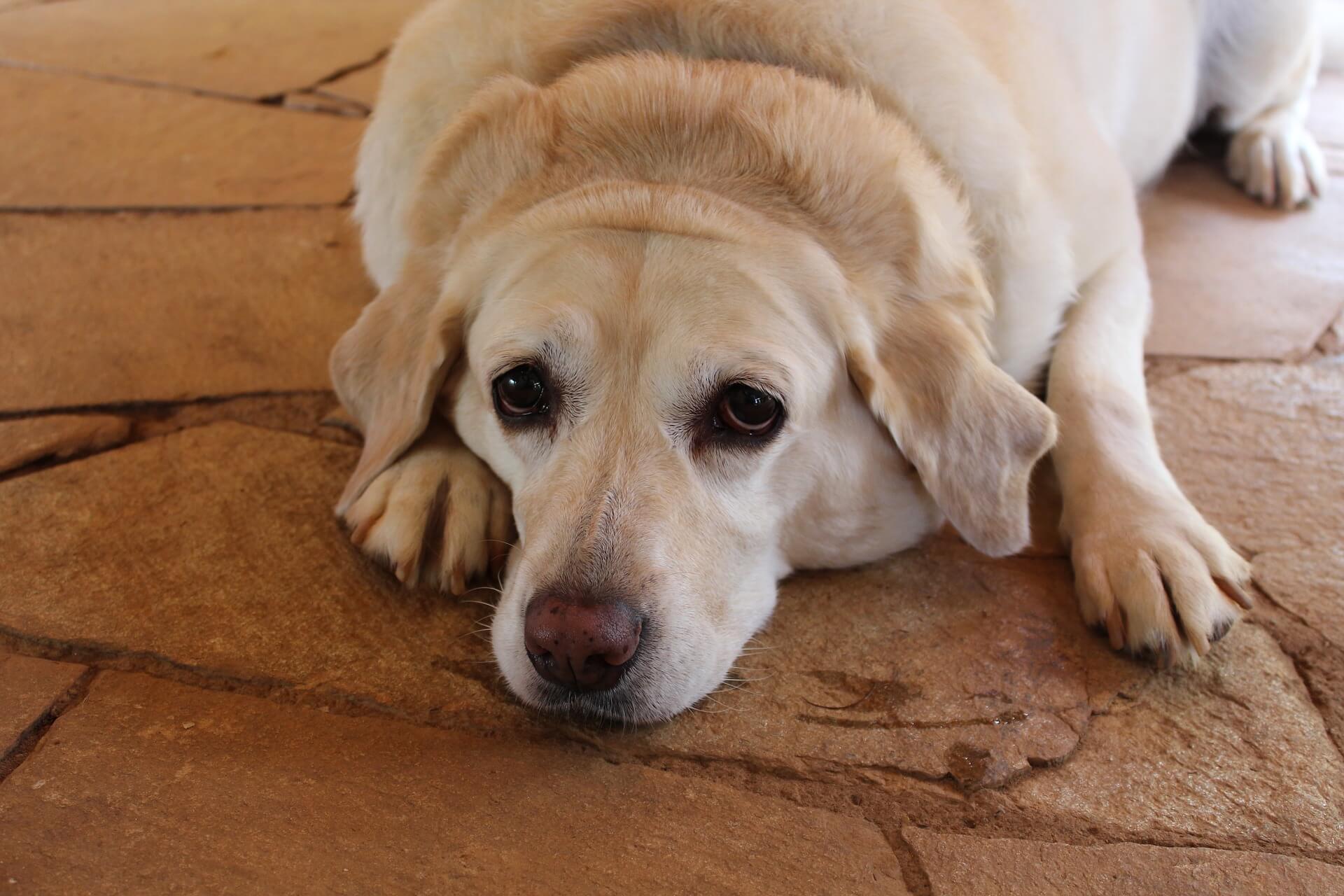 A senior cream Labrador Retriever dog lying on a brown floor, looking at the camera with a sad or tired expression, likely due to joint pain or arthritis. Senior dogs often suffer from joint discomfort, and apple cider vinegar (ACV) diluted with water can help ease pain and inflammation, promoting mobility and comfort