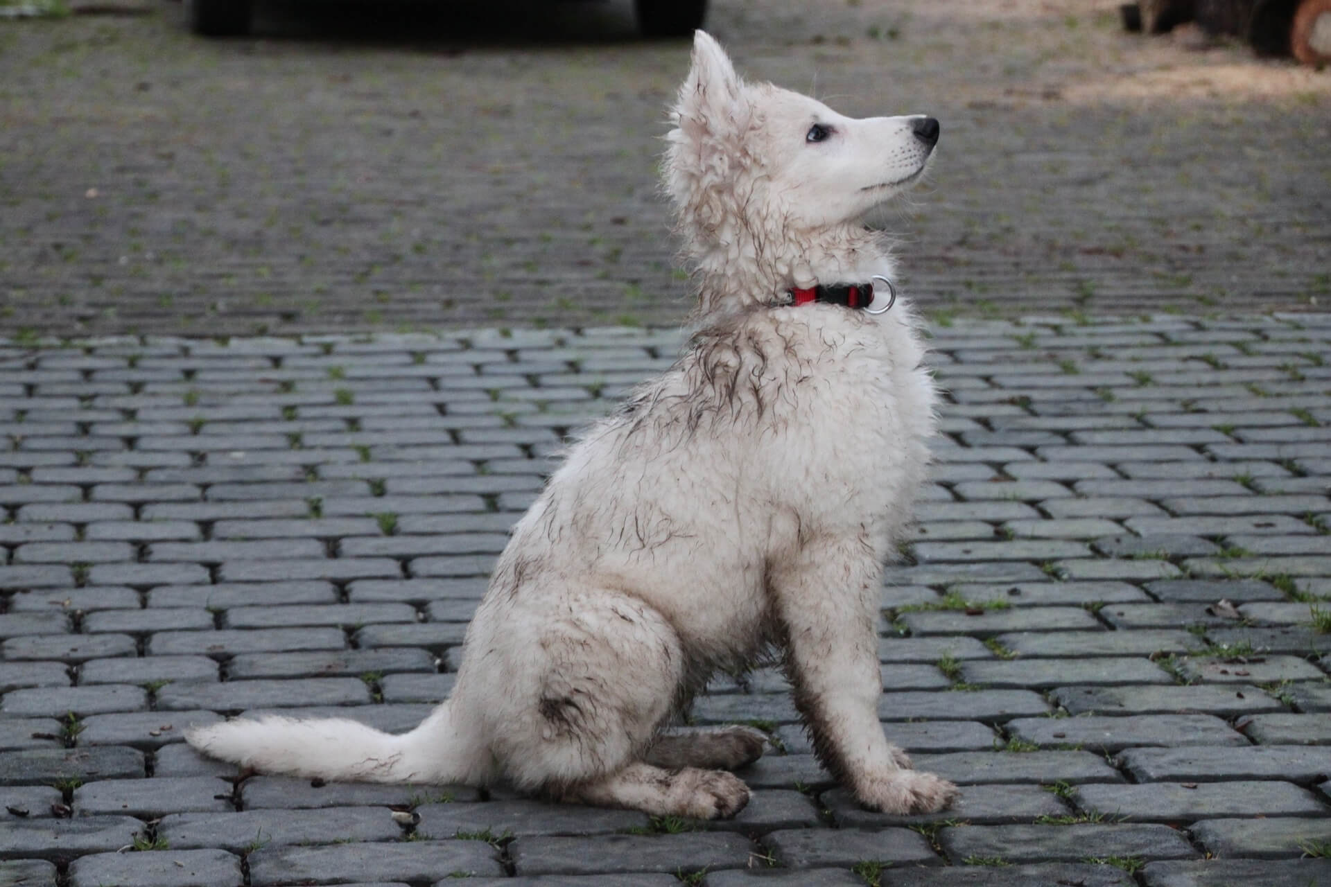 Side view of a Siberian Husky puppy with a slightly dirty, ruffled coat and soil on its fur, sitting and looking forward, waiting for a command. Apple cider vinegar (ACV) can help remove bad smells and keep your dog's fur shiny and clean by acting as a natural deodorizer and promoting healthy, glossy fur.