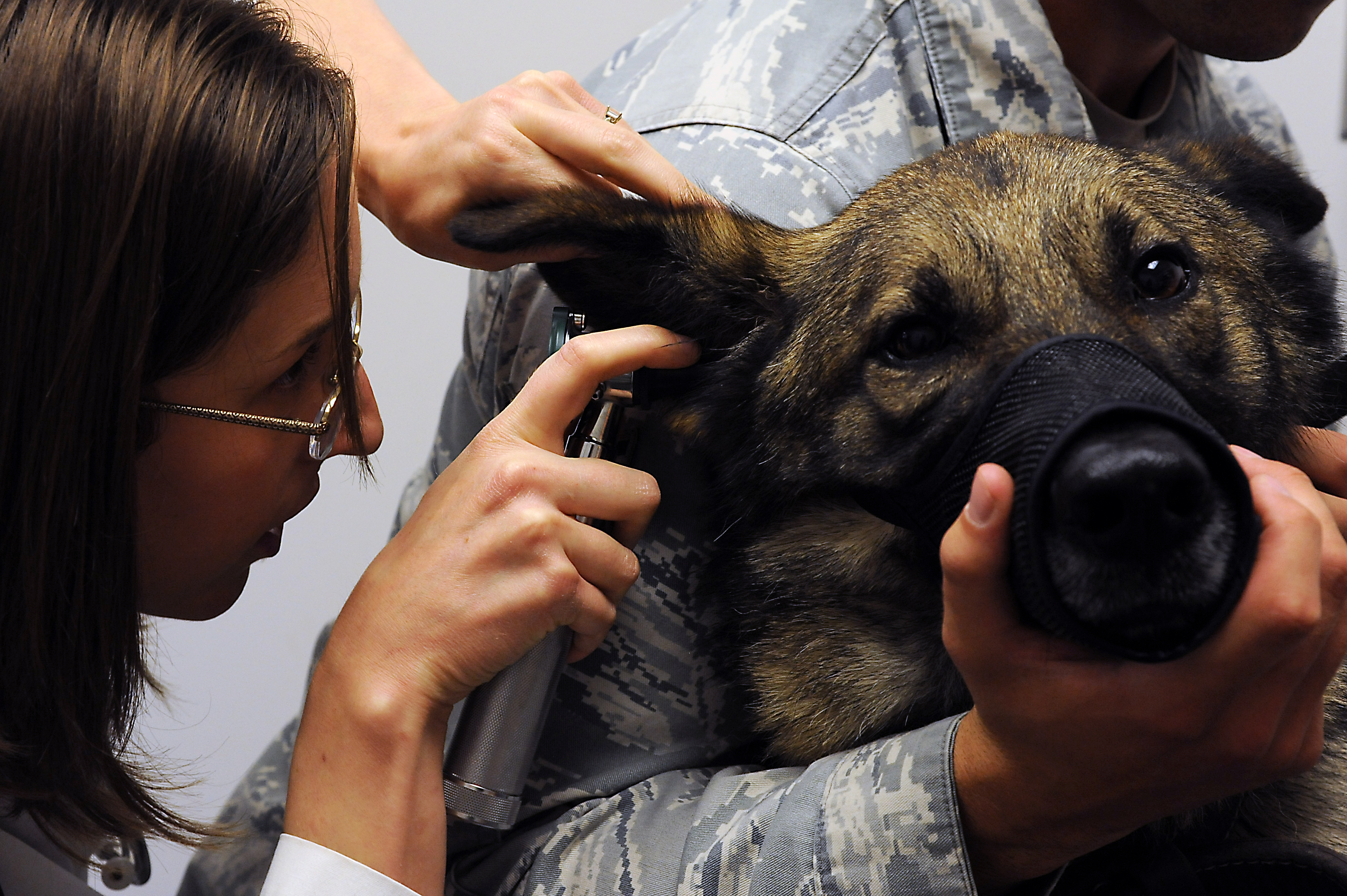 Adult German Shepherd K9 dog wearing a muzzle, held by its military handler while a veterinarian checks its ear infection. Apple cider vinegar (ACV) can help soothe and reduce ear infections in dogs, promoting healing.