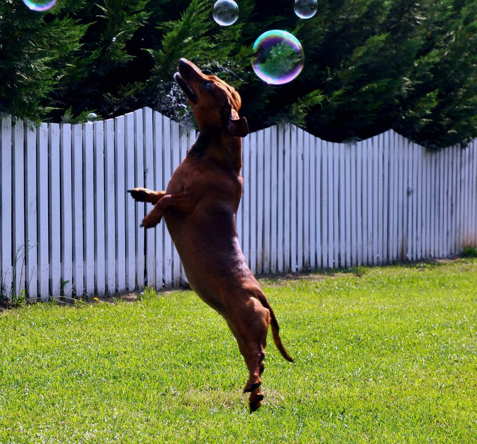 Brown dachshund jumping in the air to catch bubbles in a backyard with green grass and a white picket fence. Apple cider vinegar (ACV) can help boost a dog's energy levels and promote overall wellness by supporting digestion, reducing inflammation, and enhancing vitality.