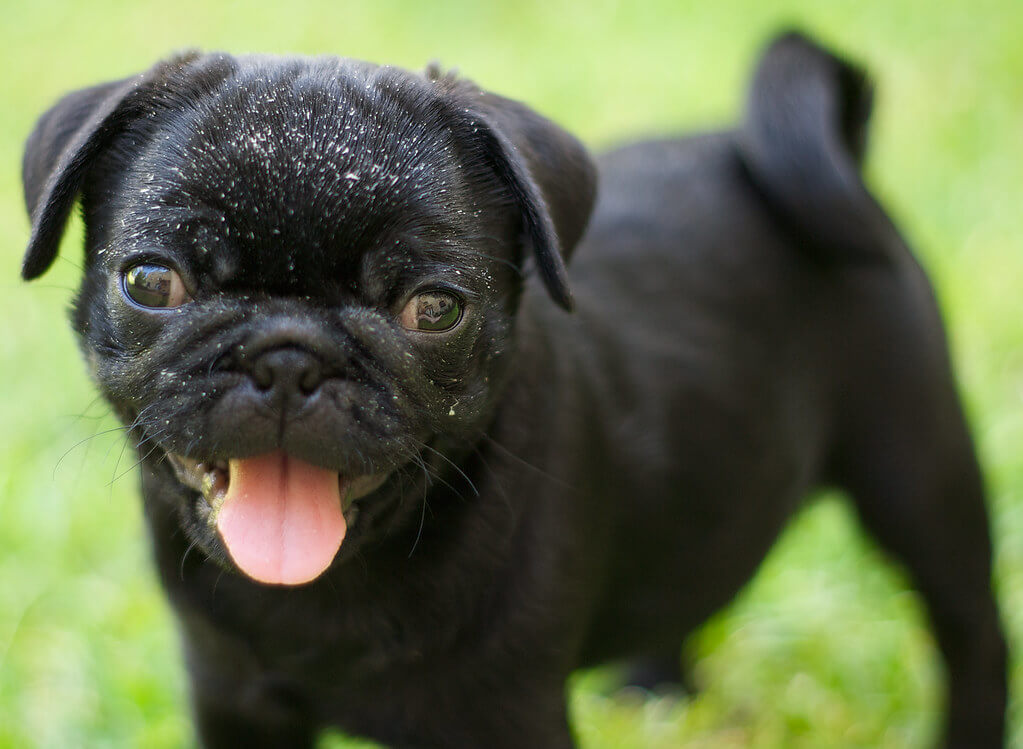 Black pug standing in the grass, smiling with its tongue out and looking at the camera. The pug has visible dander on its face, which can be a sign of skin irritation or allergies. Apple cider vinegar (ACV) can help reduce dander and soothe irritated skin, promoting healthier fur