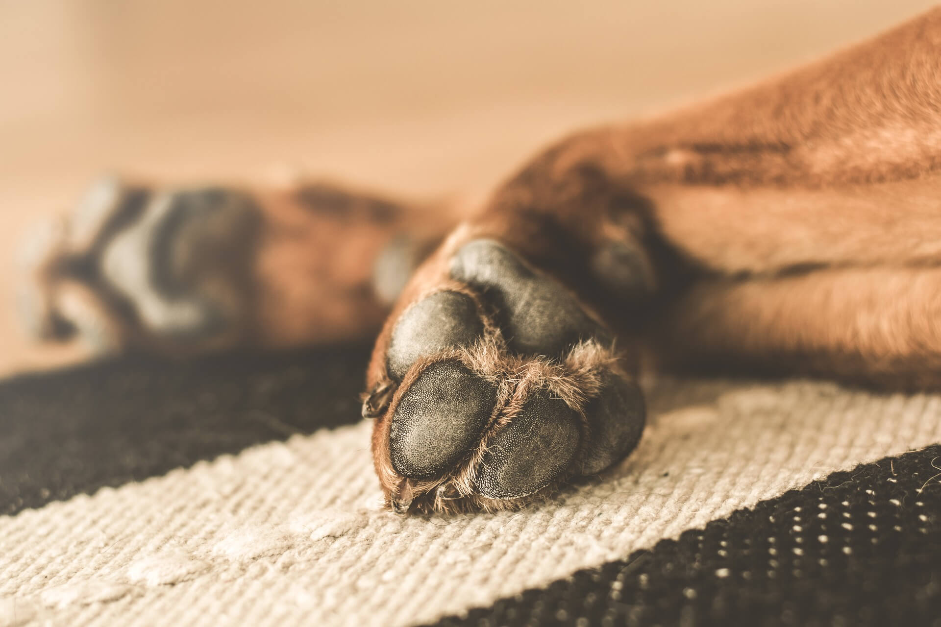 Close-up of a brown dog's paws resting on a soft surface, showing signs of irritation likely caused by licking or fungus. Apple cider vinegar (ACV) can help soothe and heal irritated paws, reducing fungus and inflammation.