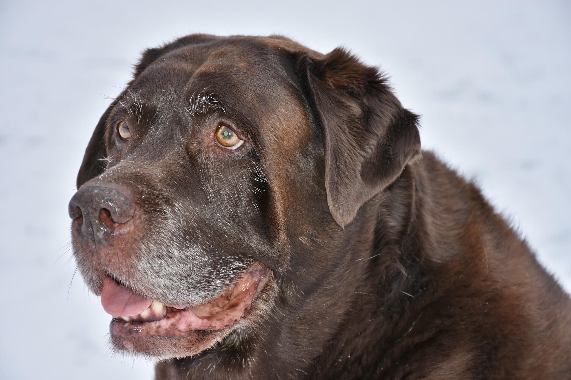 "Close-up of a senior chocolate Labradorâs face, showcasing its gentle expression. Apple cider vinegar (ACV) can help slow down the aging process in dogs by supporting joint health, improving digestion, and boosting overall vitality