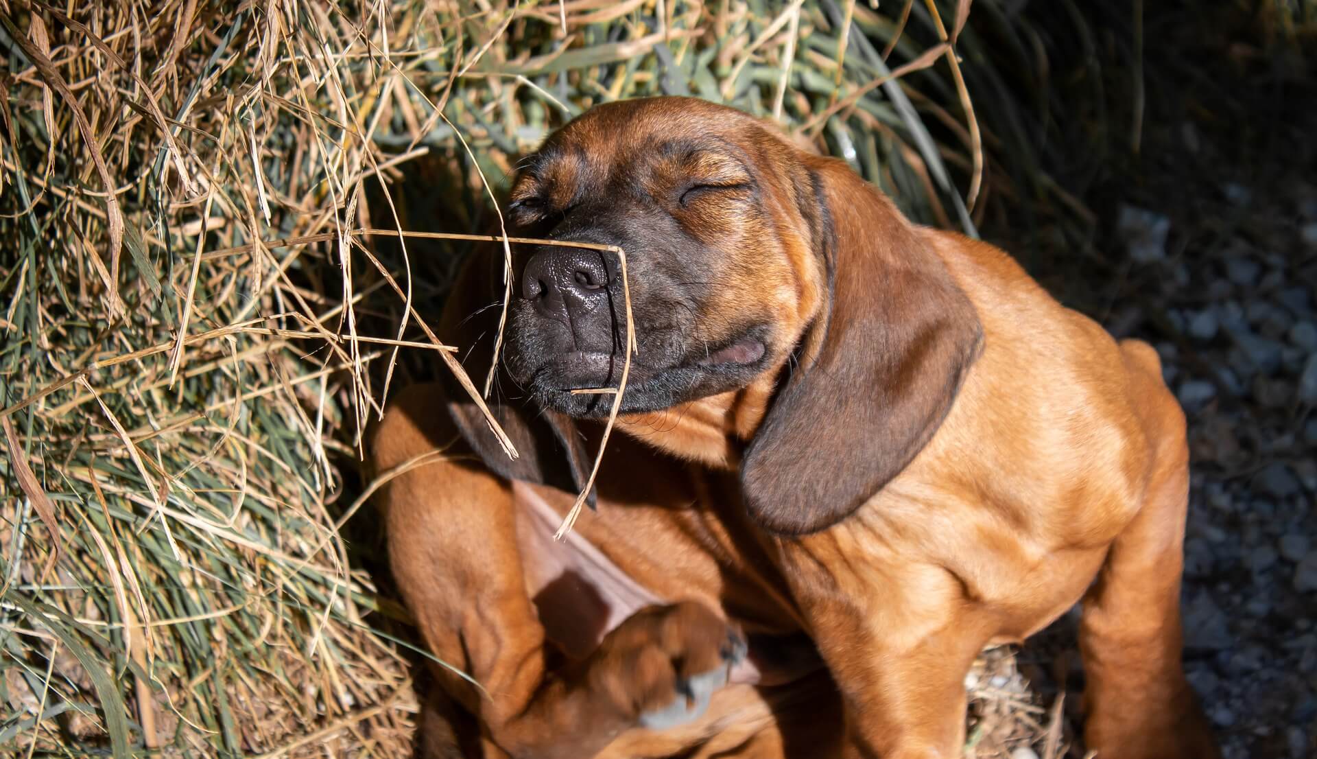 can you give a dog apple cider vinegar