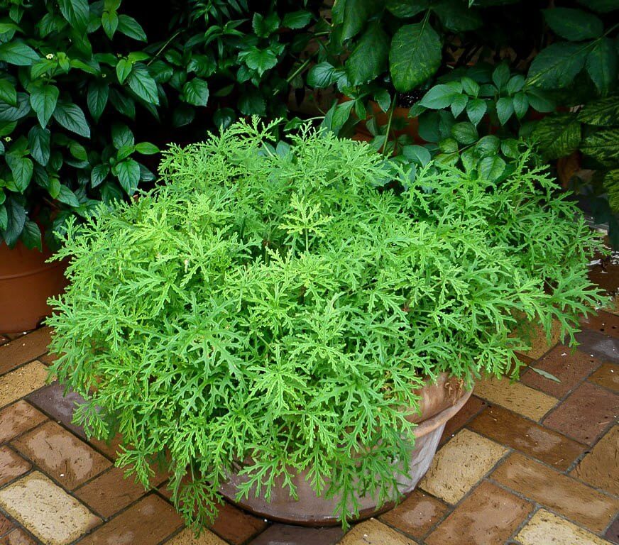 Citronella Plant