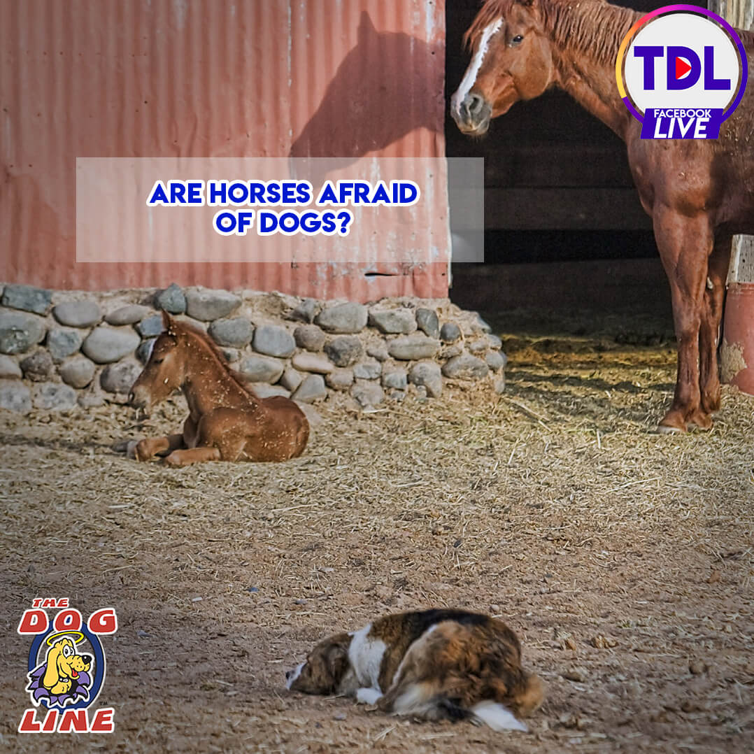 Are Horses Afraid of Dogs?
