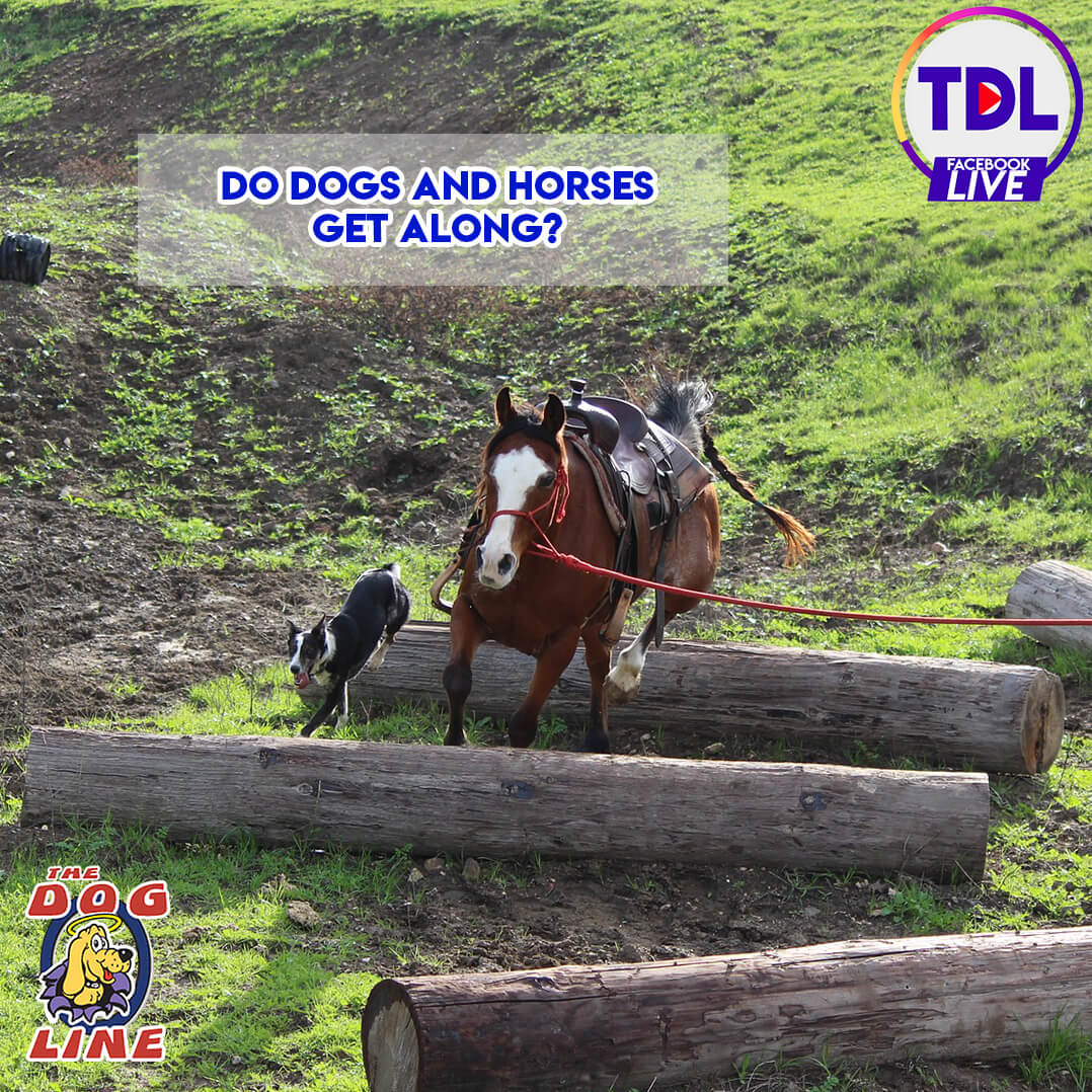 Do Dogs and Horses Get Along?