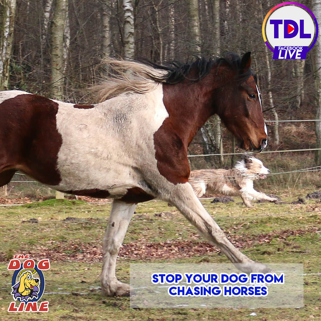 Stop Your Dog From Chasing Horses