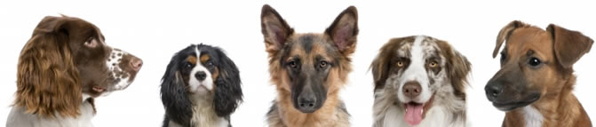 Image of five dogs in a row: an English Pointer, Cocker Spaniel, German Shepherd, Australian Shepherd, and a Kelpie puppy. Highlights the importance of rescuing and supporting dog shelters that save dogs from euthanasia, showcasing the diverse breeds often found in rescue homes.