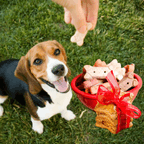 Dog Treats