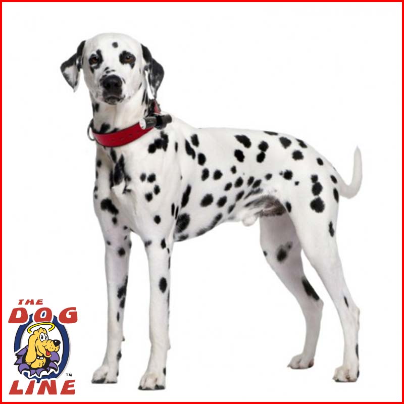 eyenimal dog repeller